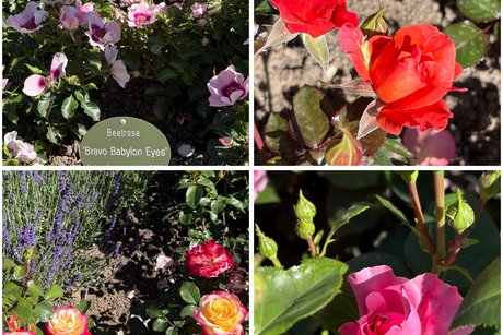 Man kann verschiedenfarbige Rosen und Blumen sehen
