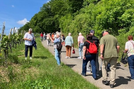 Teil der Ausflugsg&auml;ste beim Fu&szlig;marsch im Weinberg