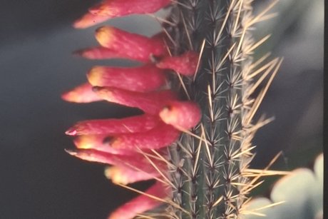 Kakteenbl&uuml;te aus Sammlung Holger Dopp