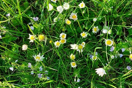 Eine bunte Blumenwiese