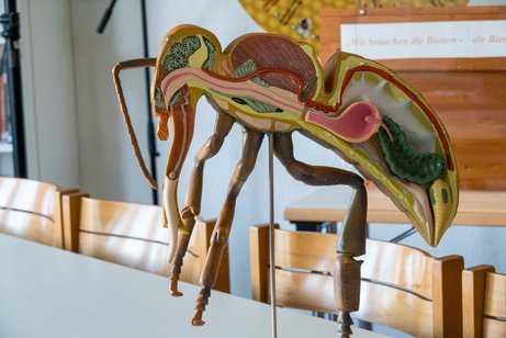 Modell über die Anatomie einer Biene