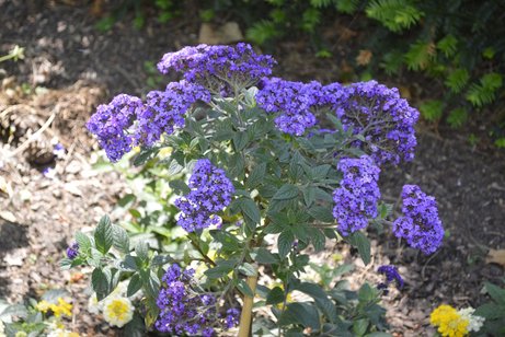 Alpenblumen