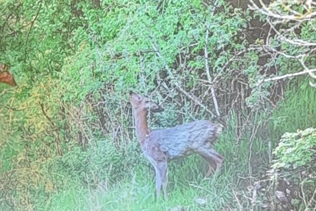 Reh in freier Wildbahn