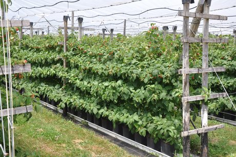 Beeren und Obsthof Pfleghaar