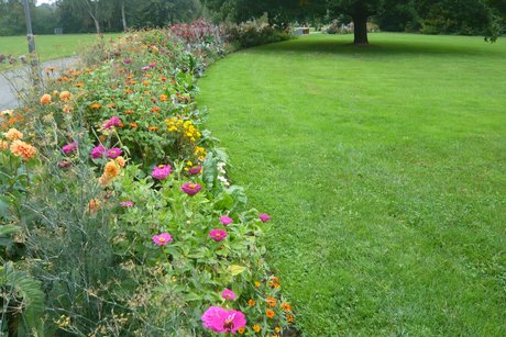 Bl&uuml;tenpracht entlang des Wegs
