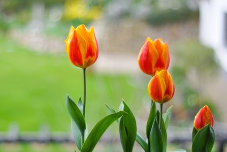 Tulpen im Fr&uuml;hling
