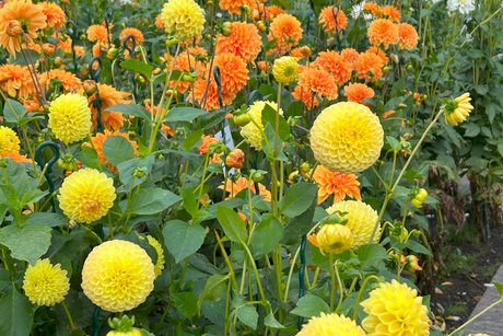 Dahlien in verschiedenen Farben