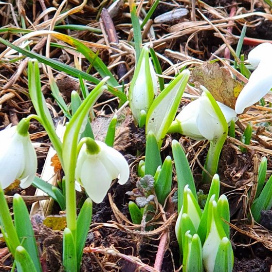 Die ersten Schneegl&ouml;ckchen sprie&szlig;en durch das braune Gras.