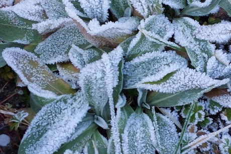 Kein Schnee, aber der Reif zaubert auch filigrane Gebilde
