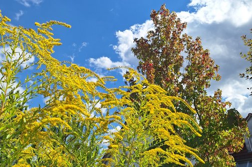 Der Herbst in Aufbruchstimmung!