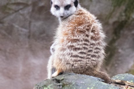 Erdhörnchen