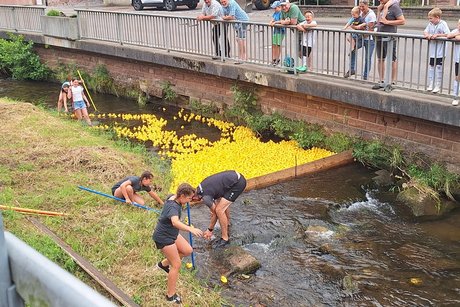 Enten werden im Bach aufgestaut