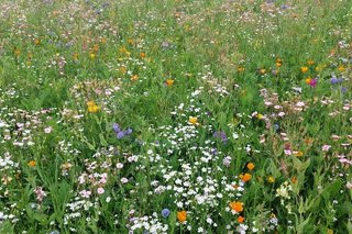 Eine Wiese mit vielen bunten Blumen.