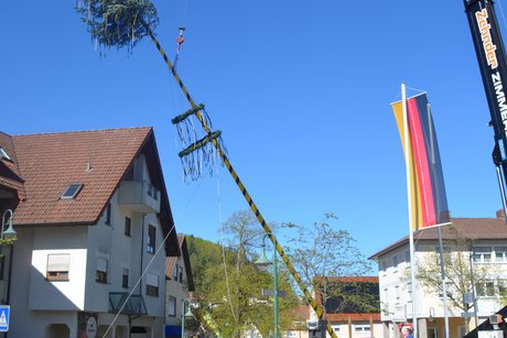 Mit Hilfe eines Krans wird der Maibaum gestellt