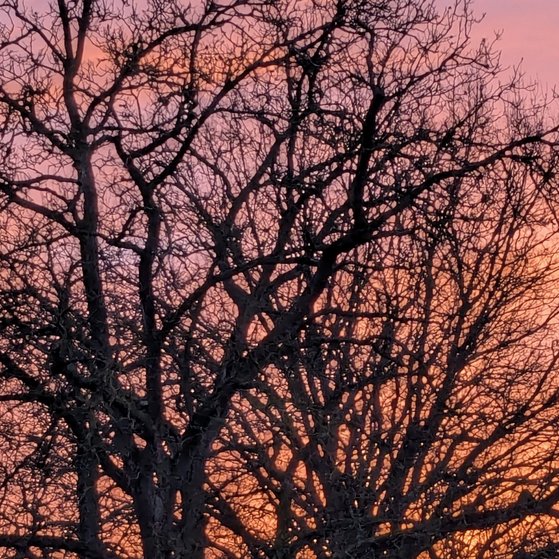 Baum ohne Bl&auml;tter