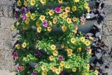 Herrlicher Blumenschmuck am Mainufer Am Mainufer