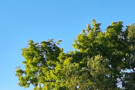 Baumgruppe nimmt die letzten Abendsonnenstrahlen auf