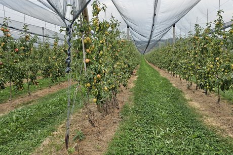 Apfelplantage Hof Neuhaus in Lippertsreute Ausflug 2024