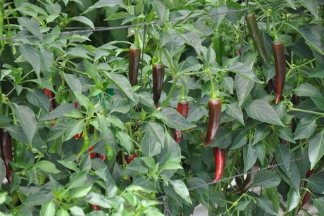 Beeren und Obsthof Pfleghaar