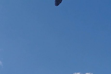 Geier am Himmel