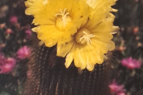 Kakteenbl&uuml;te aus Sammlung Holger Dopp