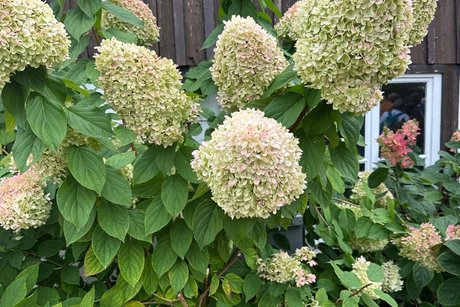 Blumenpracht BOG Heilbronn