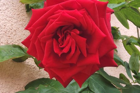 Rote Rose