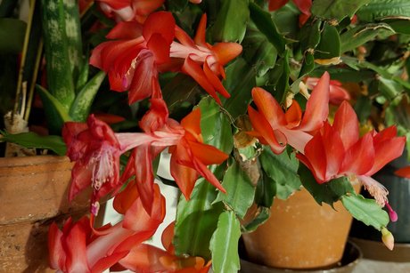 Bl&uuml;hender Weihnachtskaktus