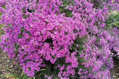 Blüten im Herbst