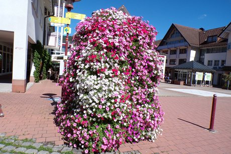 weitere schöne Blumen