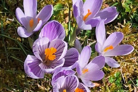 Die Krokusse in ihrer ganzen Bl&uuml;tenpracht