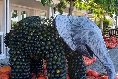 Ein Elefant, dessen Körper aus vielen Kürbissen besteht. Um ihn herum, weitere Kürbisse auf dem Boden