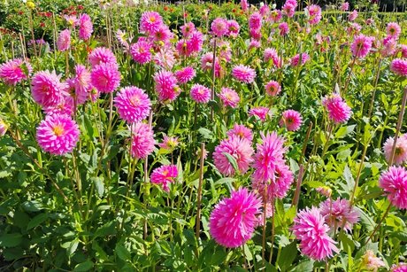 Dahlienblüte