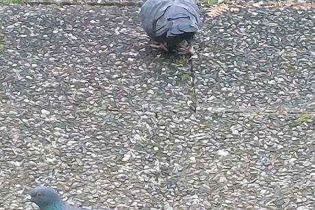 Zwei Tauben auf Futtersuche