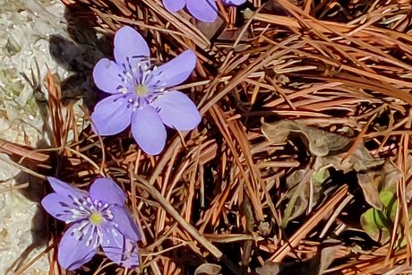 Die Leberblümchen begrüßen den Frühling!
