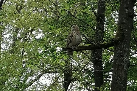 Wildtierpark in Bad Mergentheim