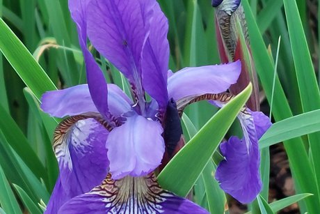 Eine Schwertlilienblüte, wie aus dem Bilderbuch!