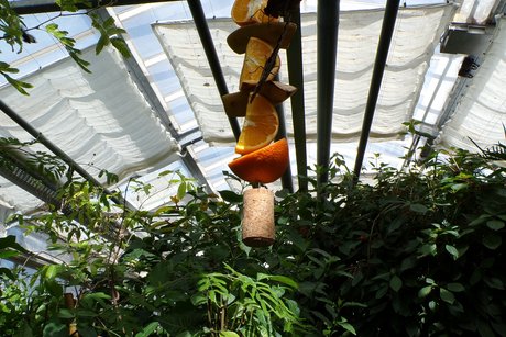 Im Schmetterlingshaus