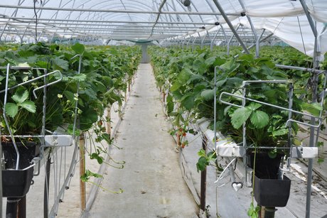 Beeren und Obsthof Pfleghaar