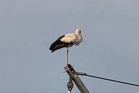 Storch auf dem Baukran