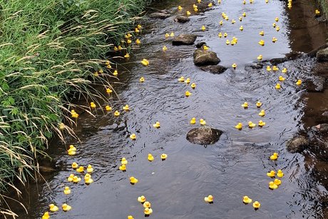 Enten unterwegs im Bach