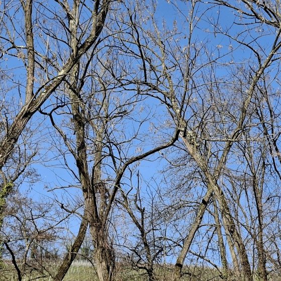 Im Vordergrund sind B&auml;ume die anfangen zu bl&uuml;hen. Im Hintergrund blauer Himmel mit den Rebbergen