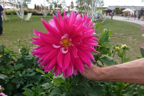 Dahlienblüte