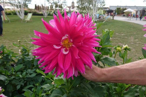 Dahlienblüte