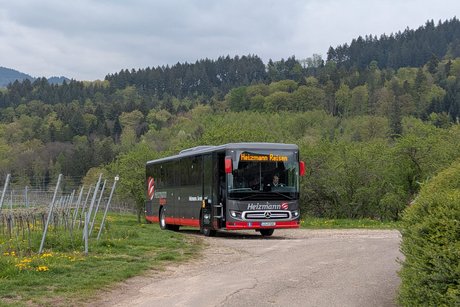 Heizmann Bus in den Reben