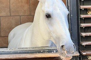 Lipizzaner