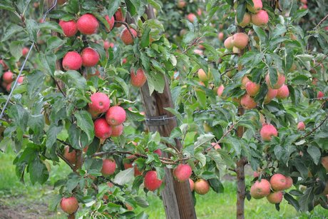Apfelplanbau unter Hagelnetzen