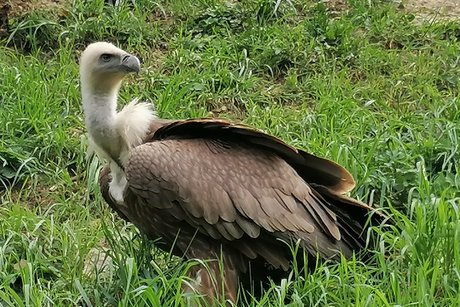 Wildtierpark in Bad Mergentheim