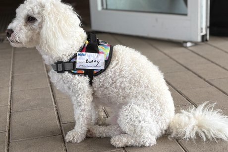 Auch das vierbeinige VdK-Maskottchen Buddy war tapfer mit dabei! Es handelt sich um einen kleinen weißen Malteserhund
