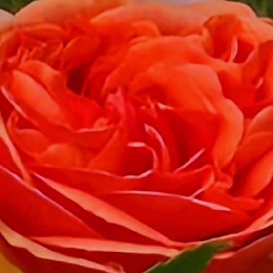 eine lachsfarbene Rosenblüte